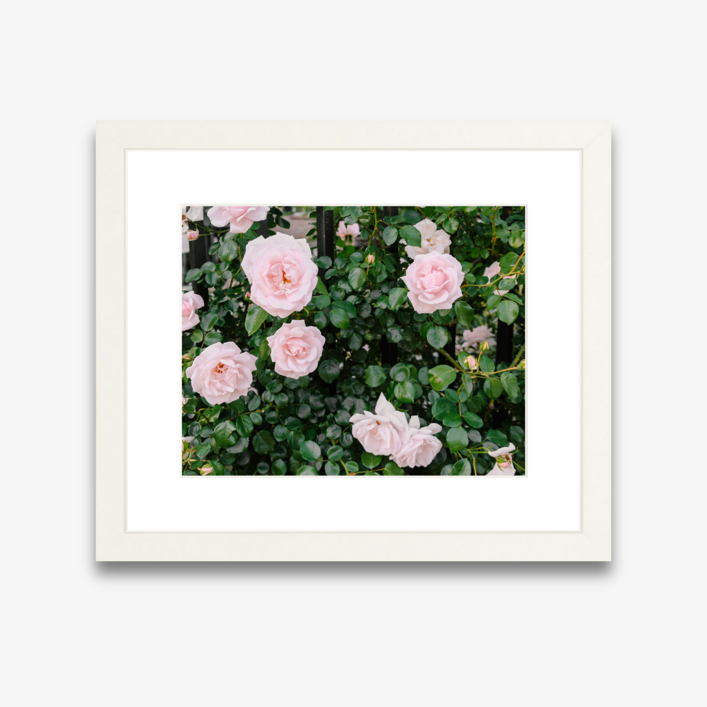 Pink climbing roses over a wrought iron fence in Charleston – Charleston Roses print by Kelsey Bird