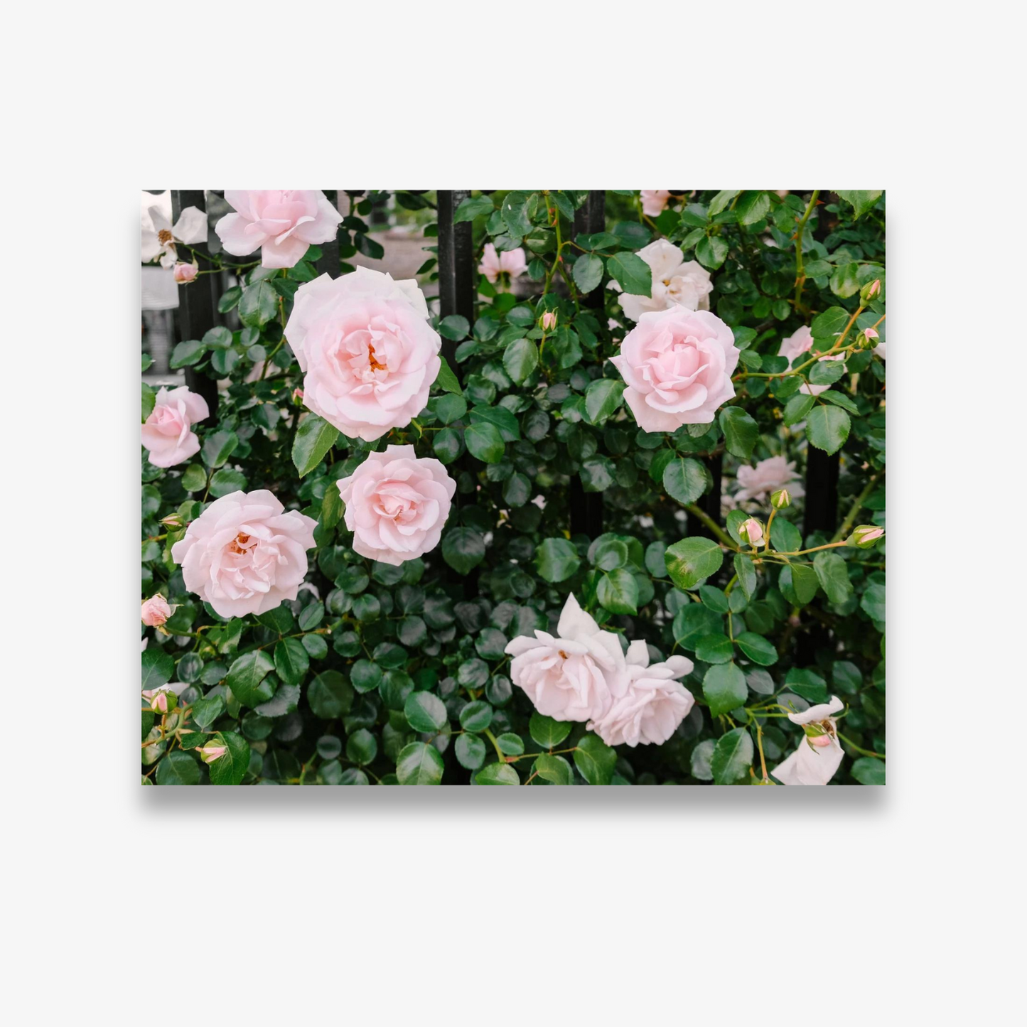 Pink climbing roses over a wrought iron fence in Charleston – Charleston Roses print by Kelsey Bird