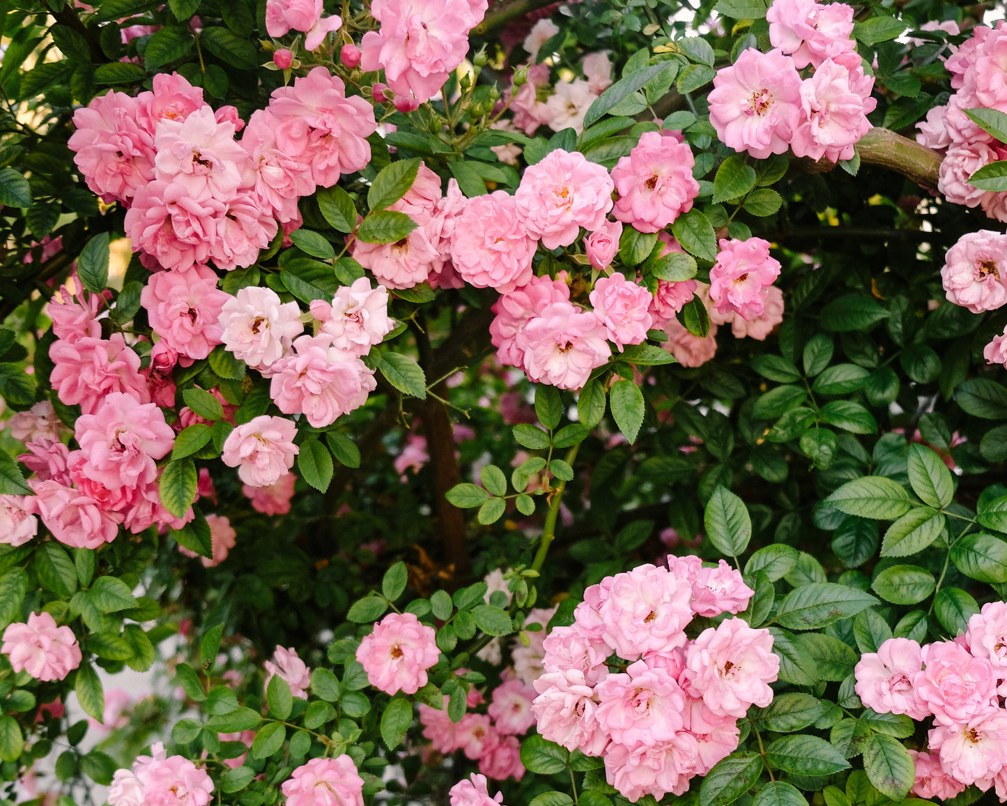 Cascading pink Peggy Martin roses on a Charleston wall – fine art photo by Kelsey Bird