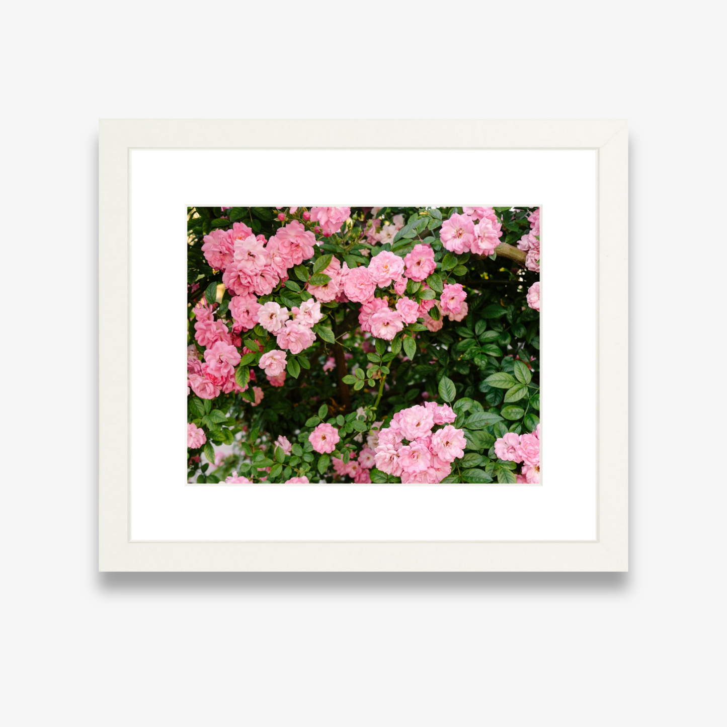 Cascading pink Peggy Martin roses on a Charleston wall – fine art photo by Kelsey Bird