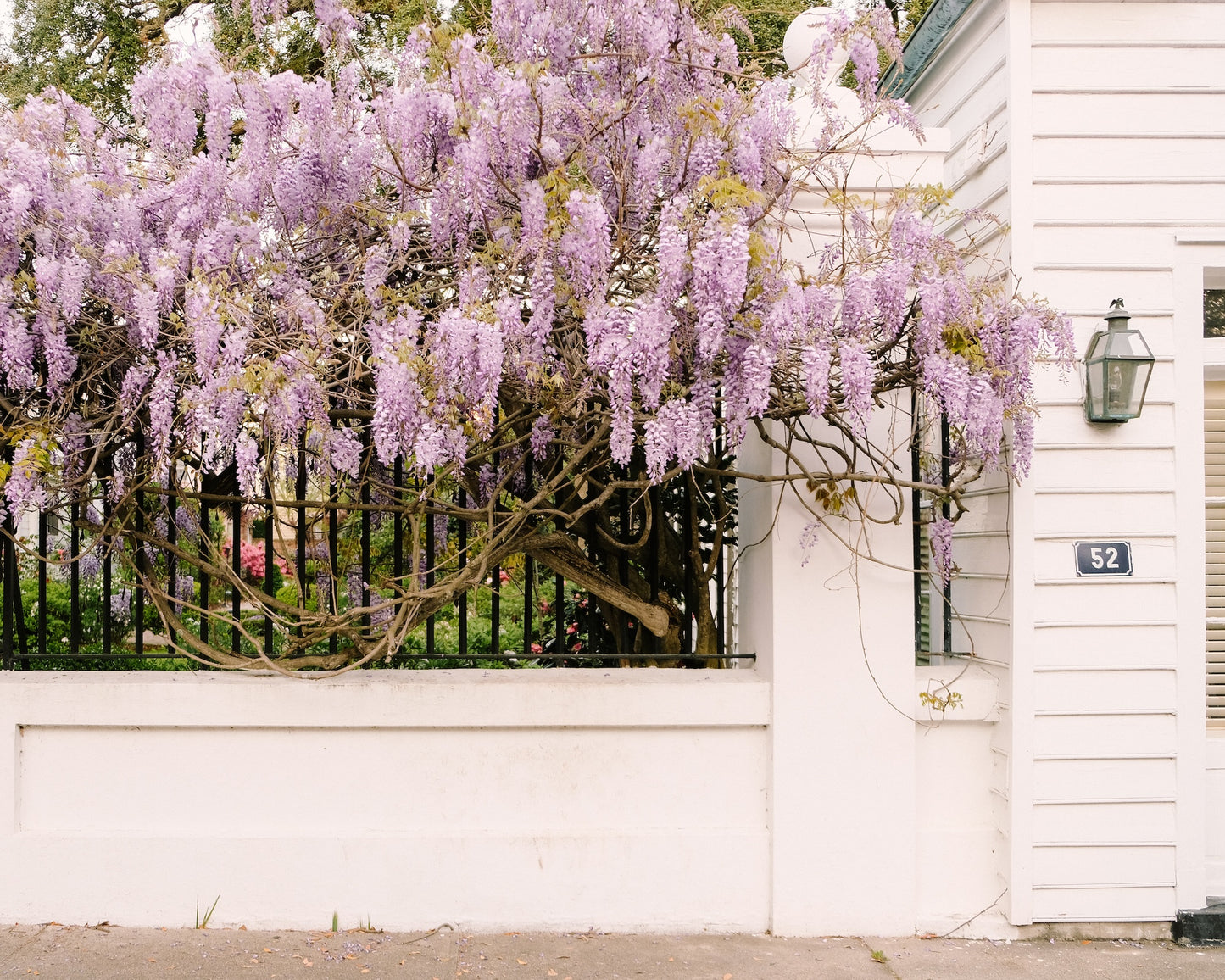 Blooming wisteria vines cascading over a historic gate in Charleston