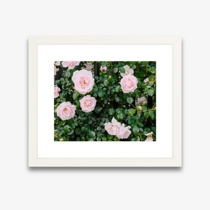 Pink climbing roses over a wrought iron fence in Charleston – Charleston Roses print by Kelsey Bird