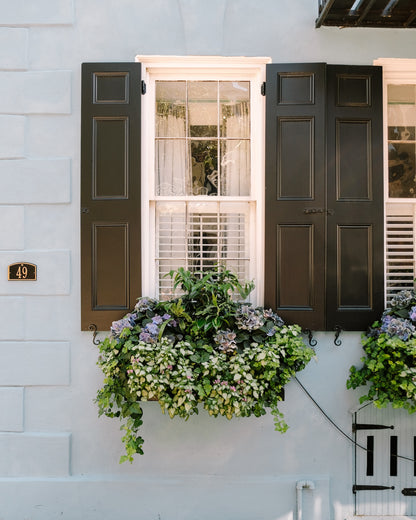 Hydrangea-filled Charleston window box with black shutters and soft blue exterior – fine art print by Kelsey Bird