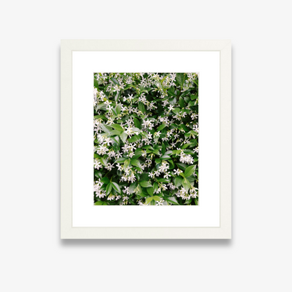 White jasmine flowers blooming in Charleston – fine art floral print by Kelsey Bird