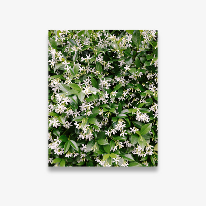 White jasmine flowers blooming in Charleston – fine art floral print by Kelsey Bird