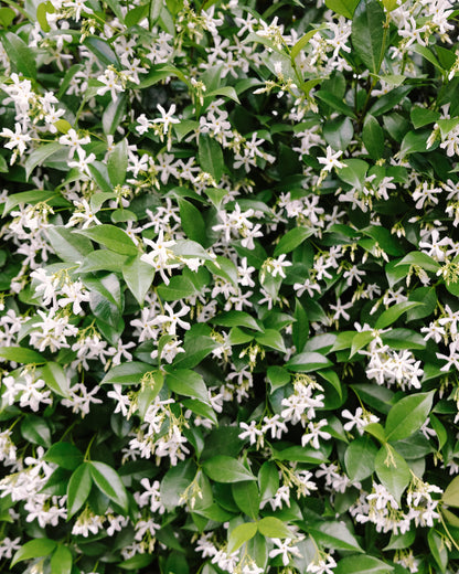 White jasmine flowers blooming in Charleston – fine art floral print by Kelsey Bird