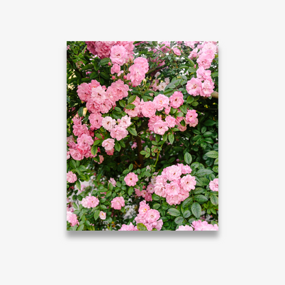 Pink climbing roses in soft light – floral photography print