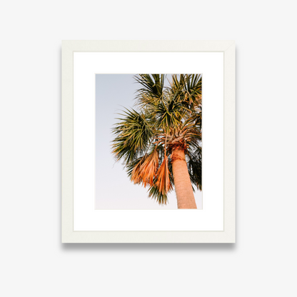 Sunset Palm