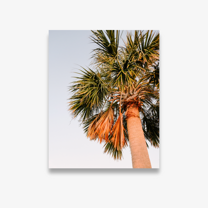 Sunset Palm