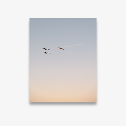 Pelicans flying over the Charleston waterfront – Take Flight print by Kelsey Bird
