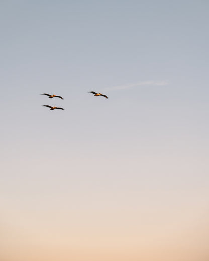 Pelicans flying over the Charleston waterfront – Take Flight print by Kelsey Bird