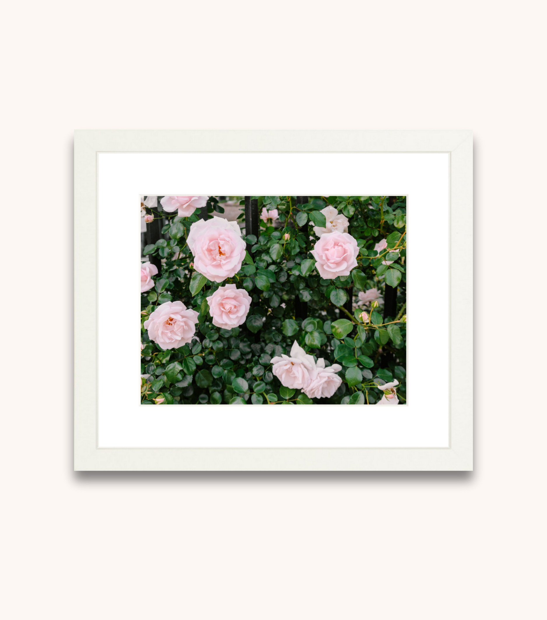 Framed Charleston rose print with pink flowers and historic iron fence