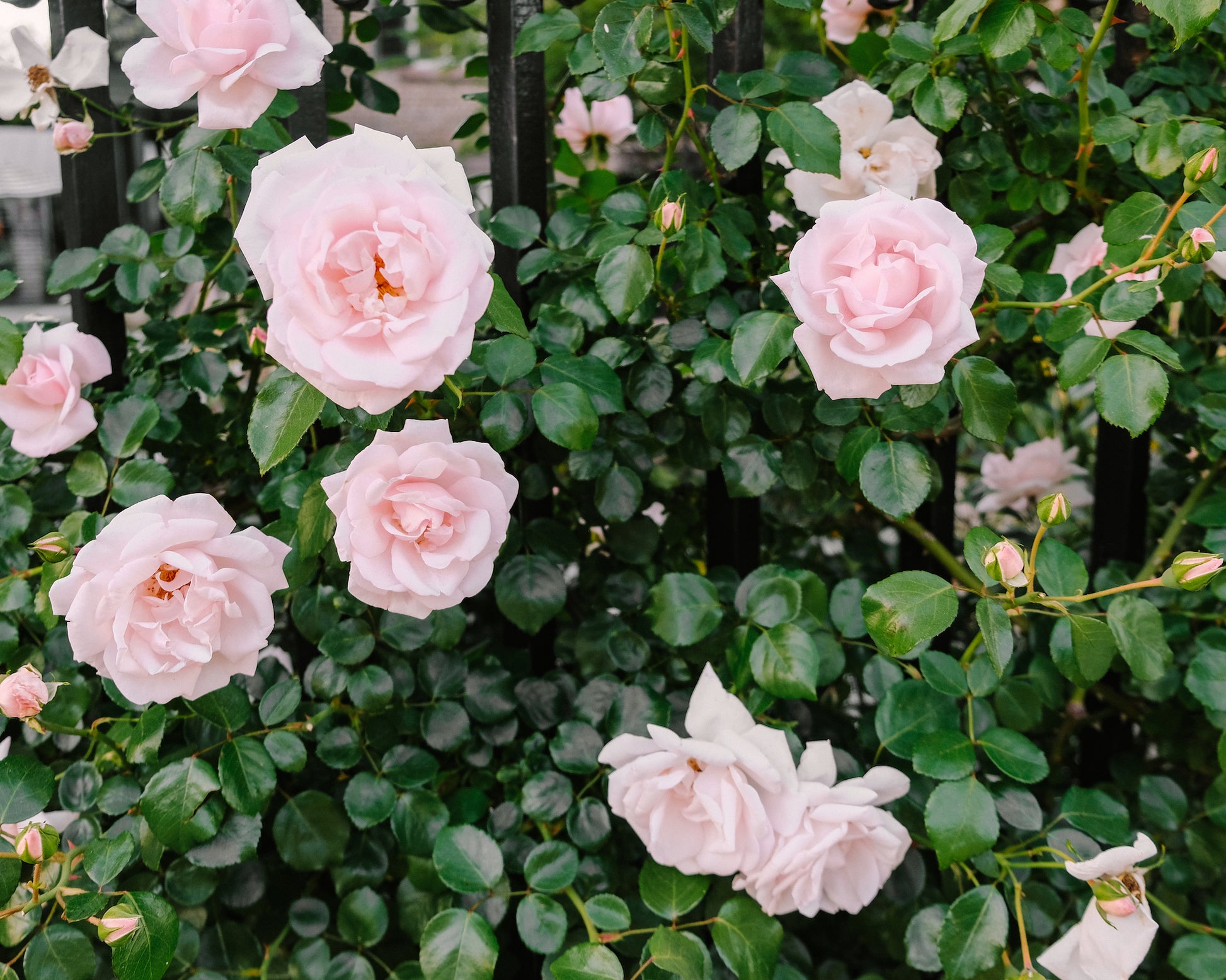 Pink climbing roses on a wrought iron fence in historic downtown Charleston