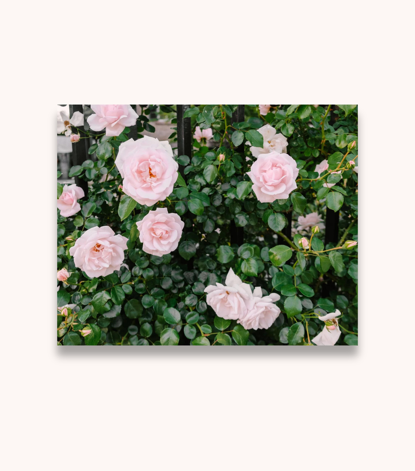 Charleston Roses floral wall art print featuring pink roses and iron fence
