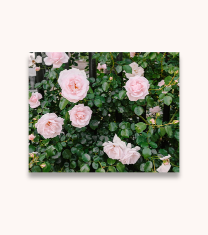 Charleston Roses floral wall art print featuring pink roses and iron fence