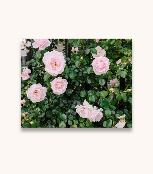 Charleston Roses floral wall art print featuring pink roses and iron fence