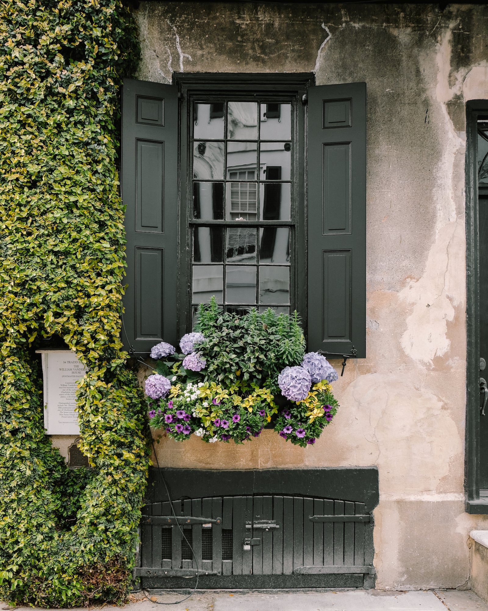 Lavender hydrangeas blooming in a Charleston window box with dark shutters and ivy