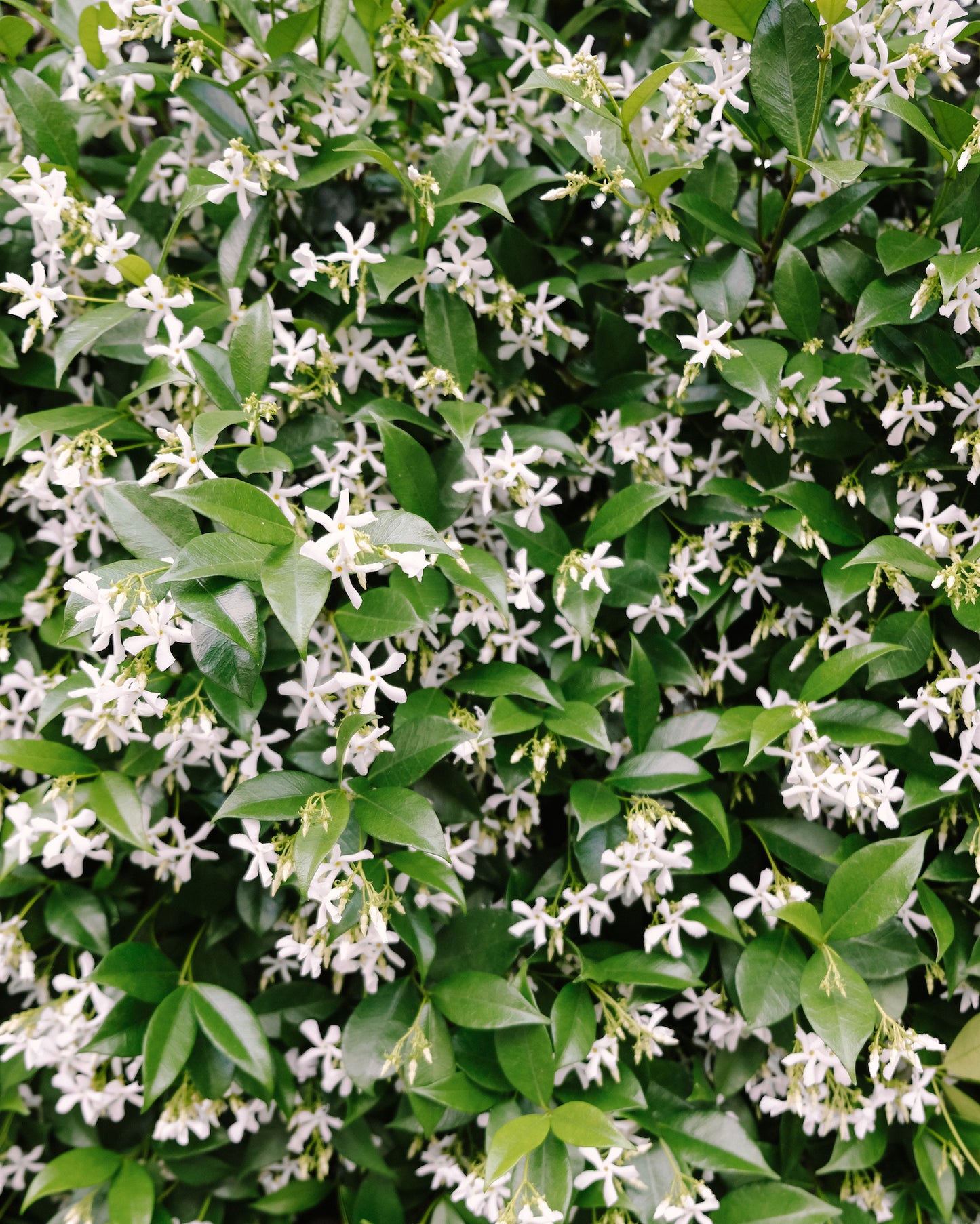 White jasmine flowers blooming on green vines in Charleston