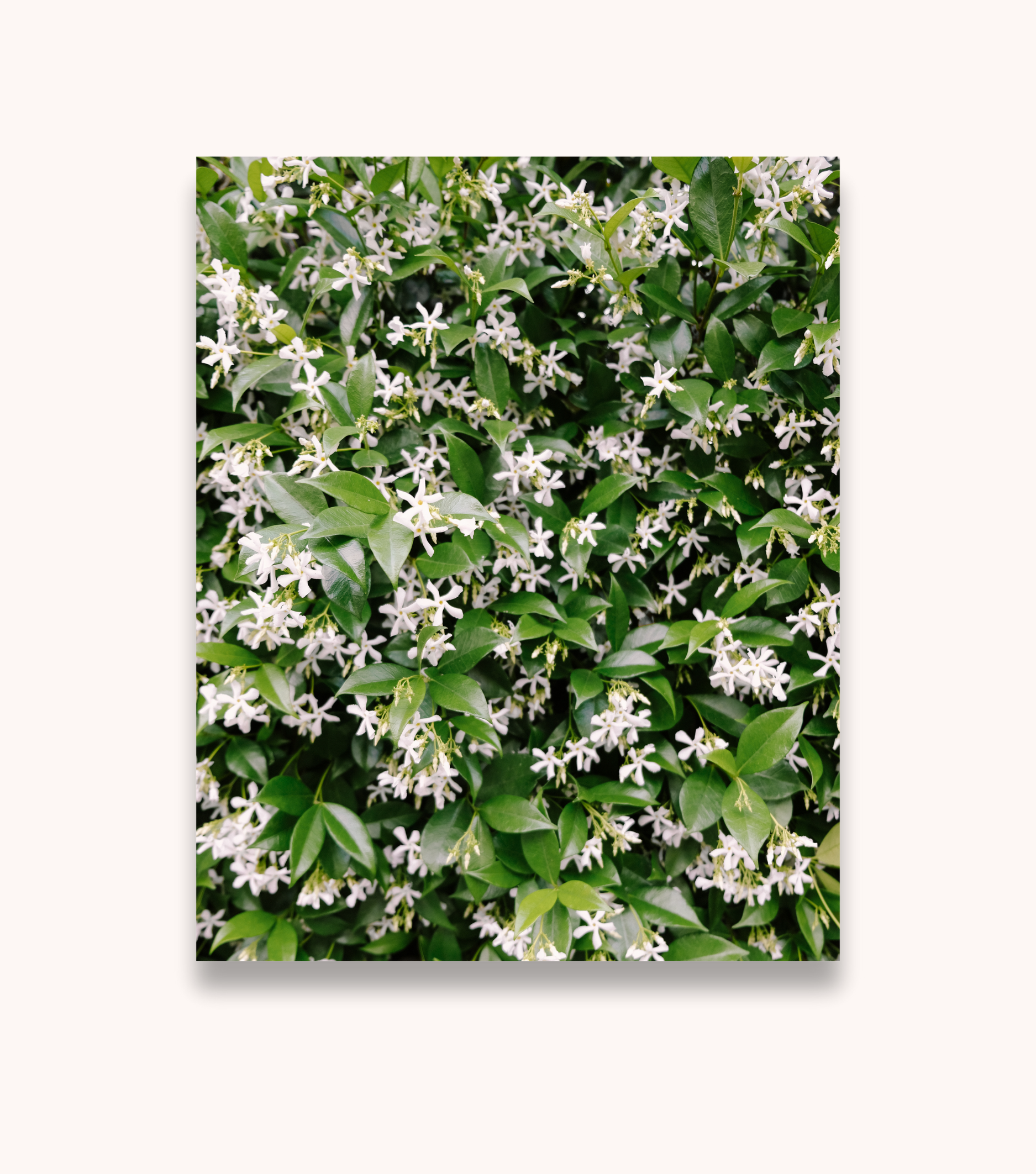 Charleston jasmine floral photography print with white blossoms