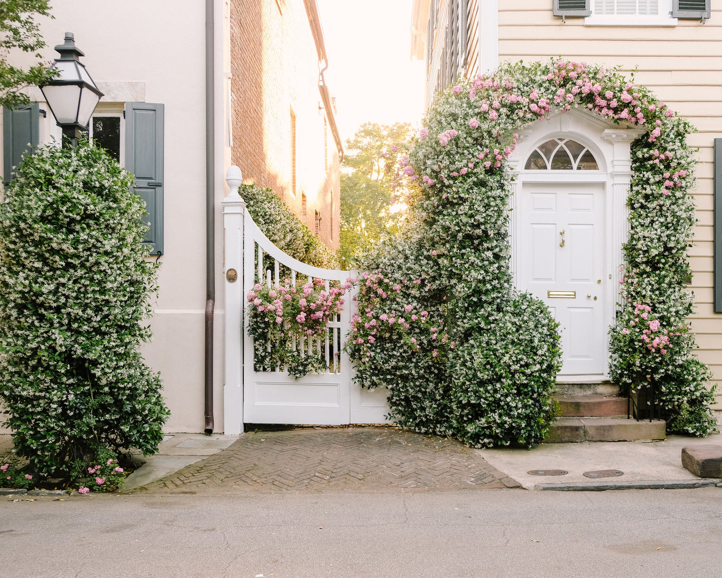 Charleston jasmine blooming on historic Church Street architecture in downtown Charleston