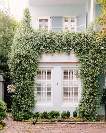White jasmine vines growing across a soft blue Charleston house façade