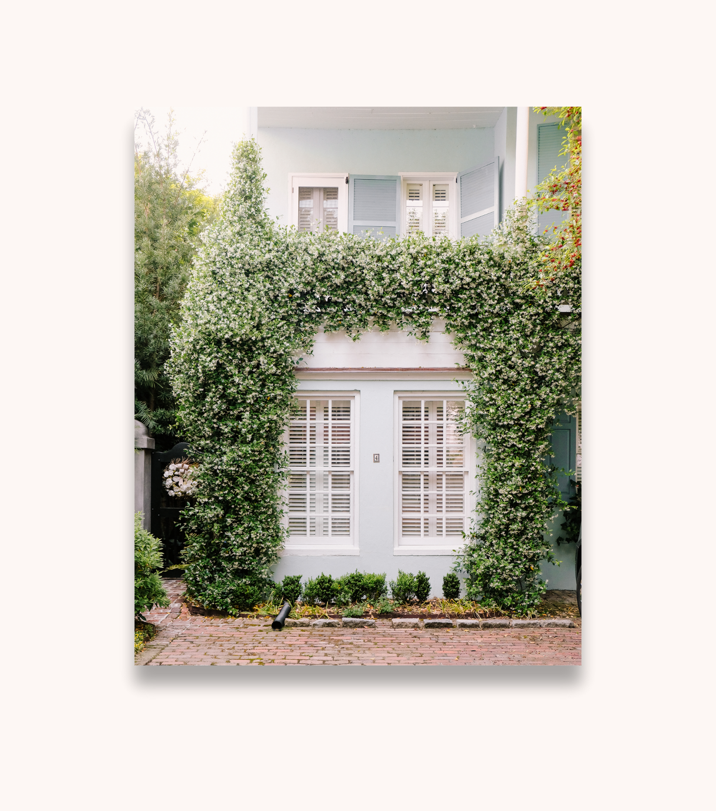 Charleston floral photography print featuring jasmine on a blue wall
