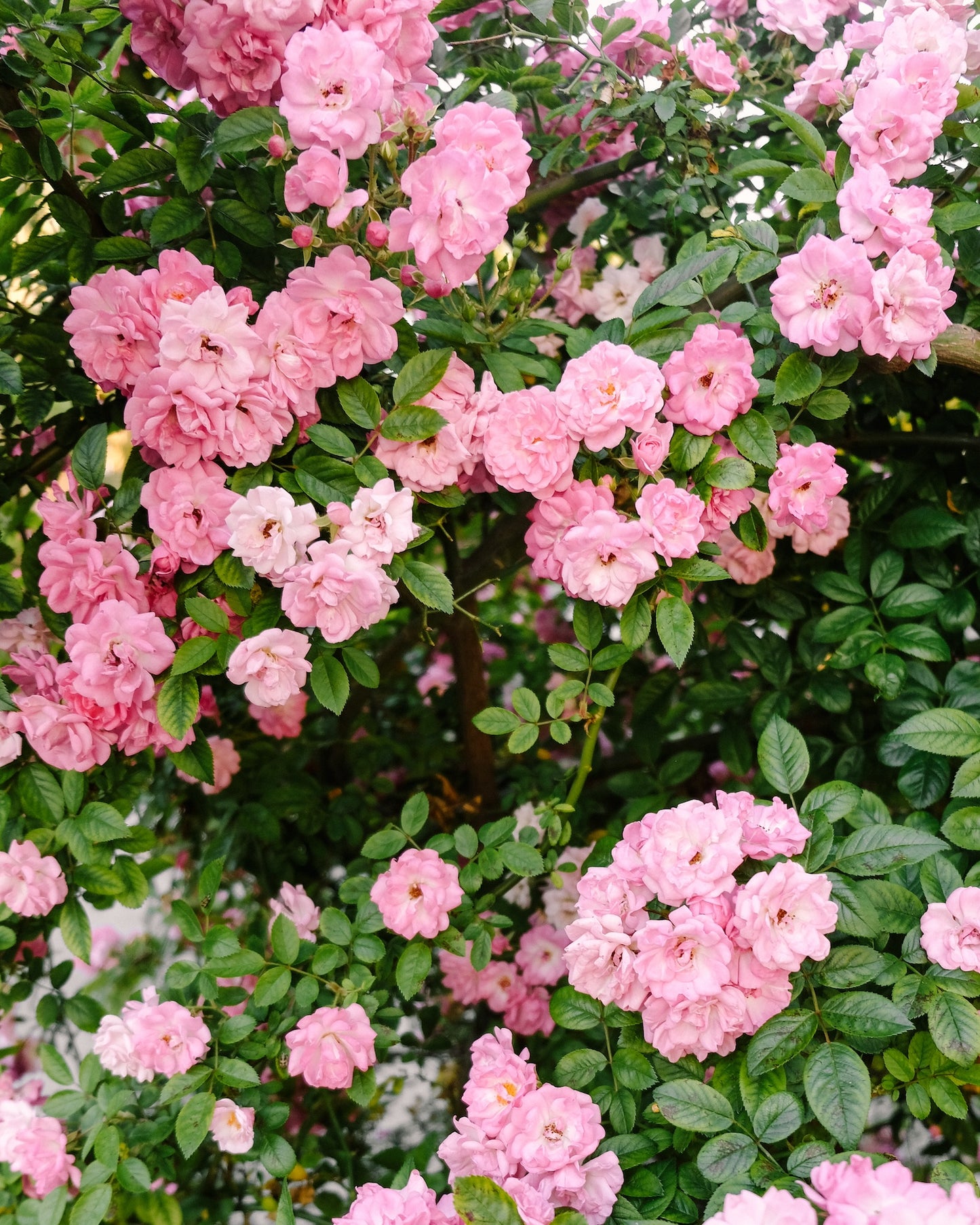 Soft pink Peggy Martin roses in full bloom climbing through a Charleston garden