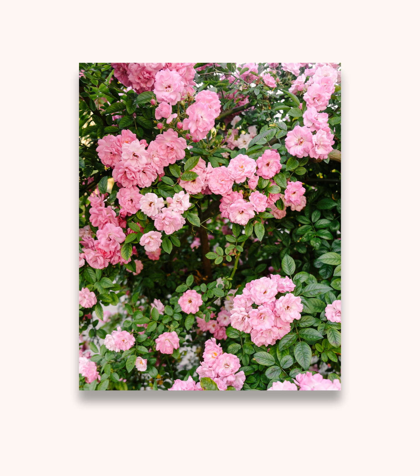 Charleston floral photography print featuring Peggy Martin roses in bloom