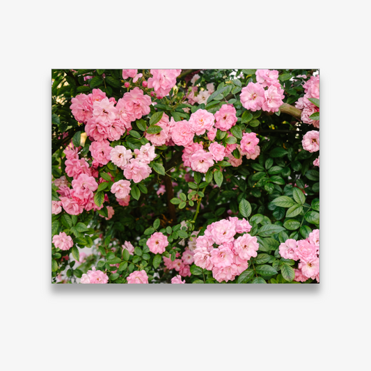 Cascading pink Peggy Martin roses on a Charleston wall – fine art photo by Kelsey Bird