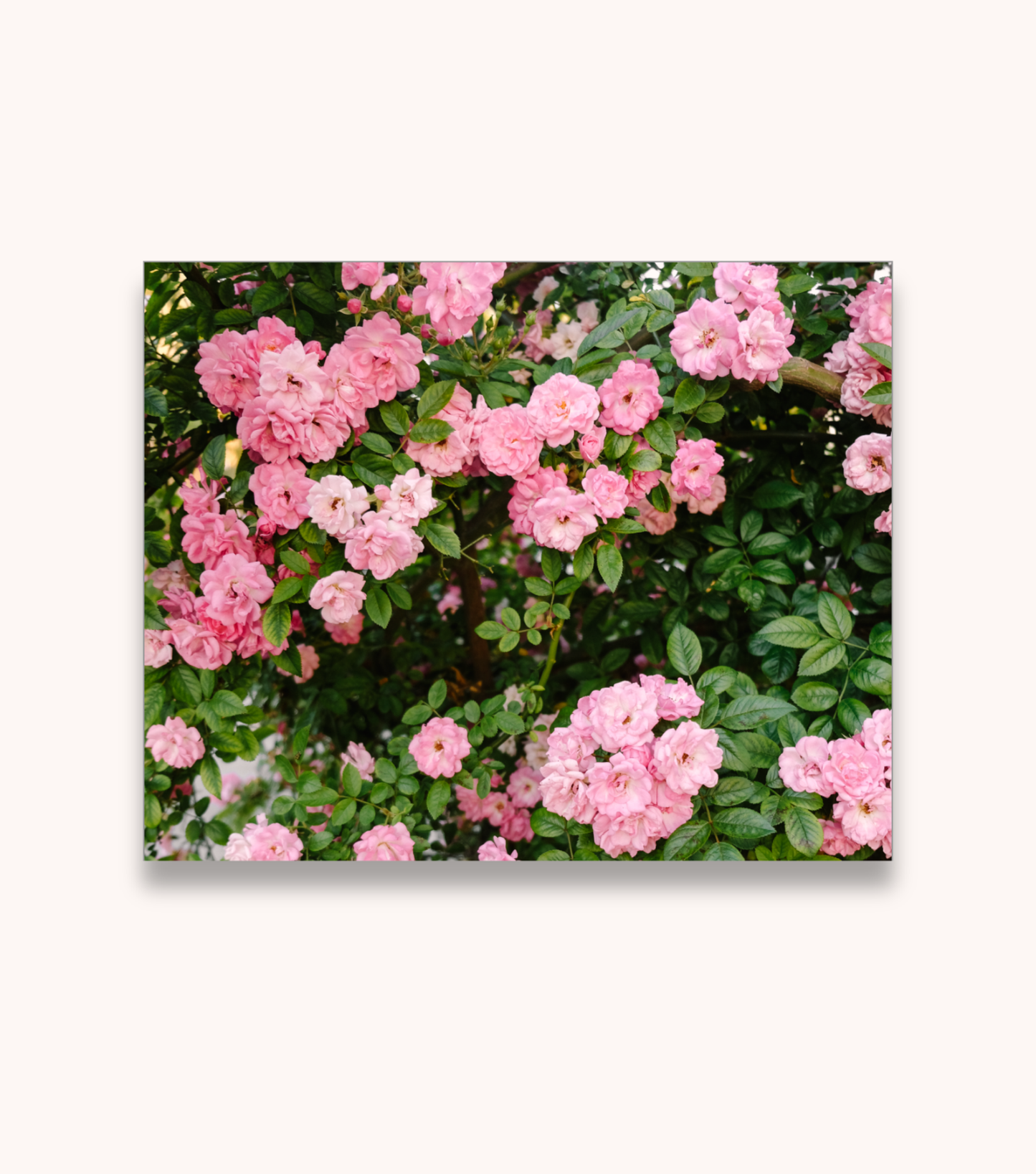 Charleston floral photography print featuring Peggy Martin roses