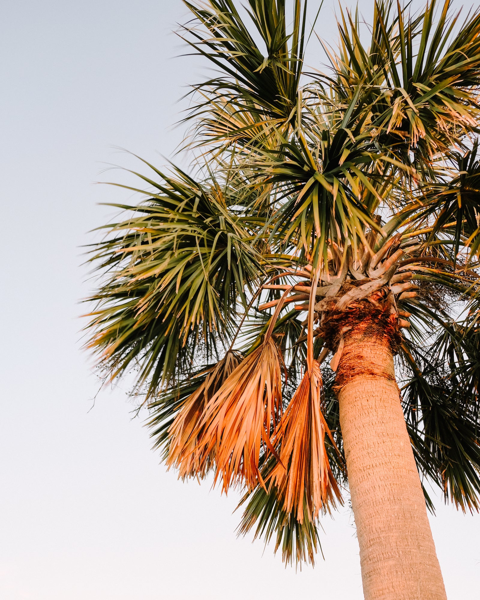 Palm tree illuminated by warm sunset light against a soft evening sky in Charleston