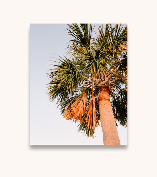 Charleston palm tree wall art print featuring a sunset-lit coastal palm