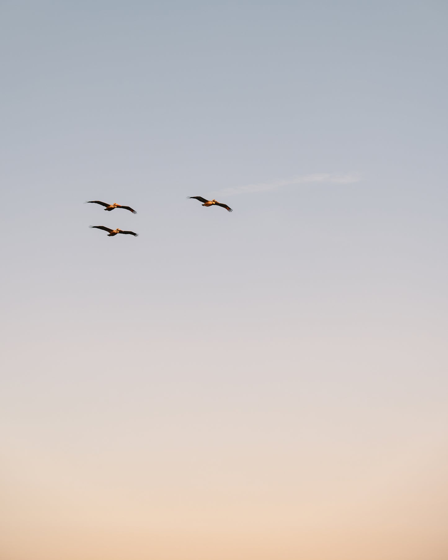 Pelicans flying over the Charleston coast against a soft blue sky