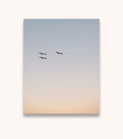 Coastal Charleston photography print featuring pelicans in flight
