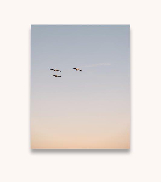 Coastal Charleston photography print featuring pelicans in flight