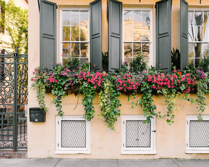 Charleston architecture photo featuring a trio of Charleston window boxes in bloom