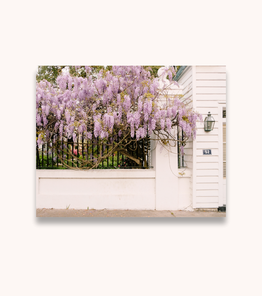 Wisteria Lane Charleston floral photography print displayed as wall art