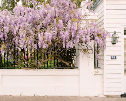 Blooming wisteria vines cascading over a historic gate in Charleston
